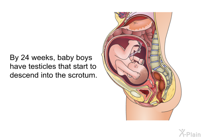 By 24 weeks, baby boys have testicles that start to descend into the scrotum.