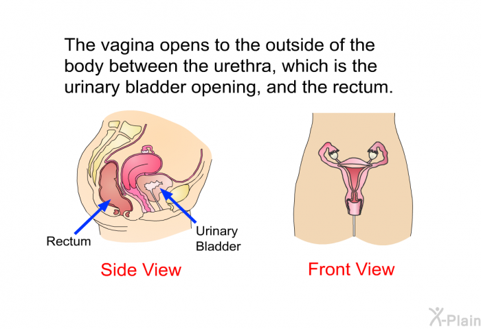 The vagina opens to the outside of the body between the urethra, which is the urinary bladder opening, and the rectum.