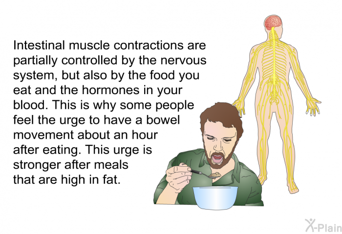 Intestinal muscle contractions are partially controlled by the nervous system, but also by the food you eat and the hormones in your blood. This is why some people feel the urge to have a bowel movement about an hour after eating. This urge is stronger after meals that are high in fat.