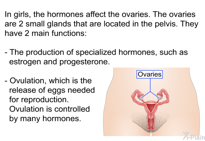 In girls, the hormones affect the ovaries. The ovaries are 2 small glands that are located in the pelvis. They have 2 main functions:  The production of specialized hormones, such as estrogen and progesterone. Ovulation, which is the release of eggs needed for reproduction. Ovulation is controlled by many hormones.