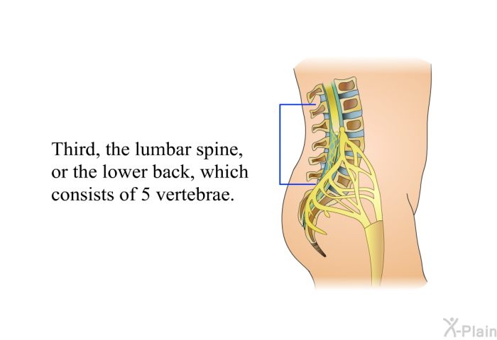 Third, the lumbar spine, or the lower back, which consists of 5 vertebrae.