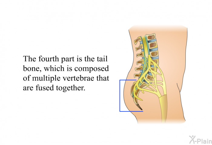 The fourth part is the tail bone, which is composed of multiple vertebrae that are fused together.