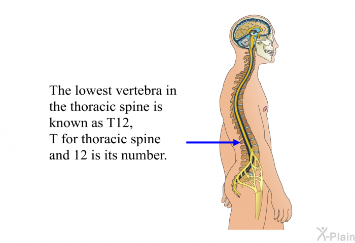 The lowest vertebra in the thoracic spine is known as T12, T for thoracic spine and 12 is its number.