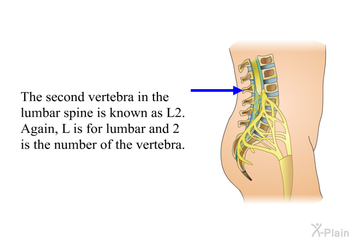 The second vertebra in the lumbar spine is known as L2. Again, L is for lumbar and 2 is the number of the vertebra.