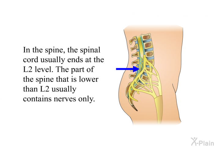 In the spine, the spinal cord usually ends at the L2 level. The part of the spine that is lower than L2 usually contains nerves only.