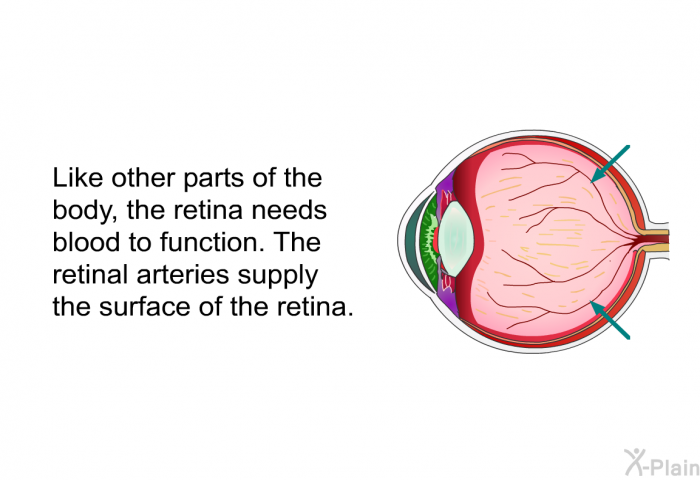 Like other parts of the body, the retina needs blood to function. The retinal arteries supply the surface of the retina.