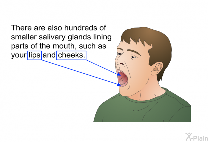 There are also hundreds of smaller salivary glands lining parts of the mouth, such as your lips and cheeks.