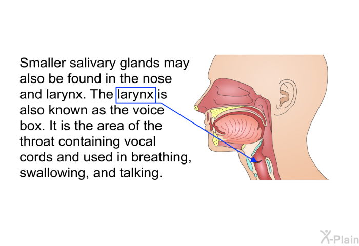 Smaller salivary glands may also be found in the nose and larynx. The larynx is also known as the voice box. It is the area of the throat containing vocal cords and used in breathing, swallowing, and talking.