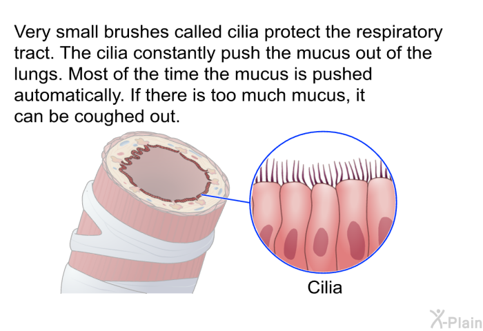 Very small brushes called cilia protect the respiratory tract. The cilia constantly push the mucus out of the lungs. Most of the time the mucus is pushed automatically. If there is too much mucus, it can be coughed out.