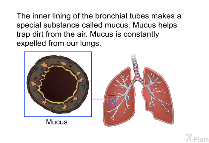 The inner lining of the bronchial tubes makes a special substance called mucus. Mucus helps trap dirt from the air. Mucus is constantly expelled from our lungs.