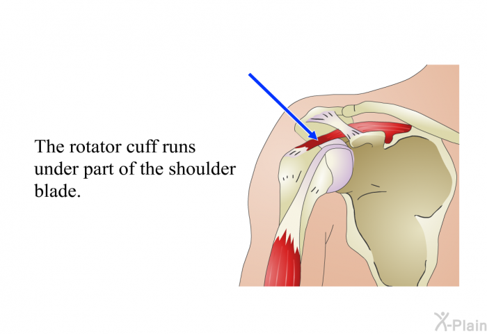 The rotator cuff runs under part of the shoulder blade.