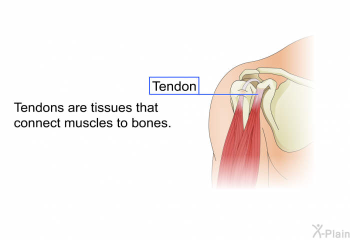 Tendons are tissues that connect muscles to bones.