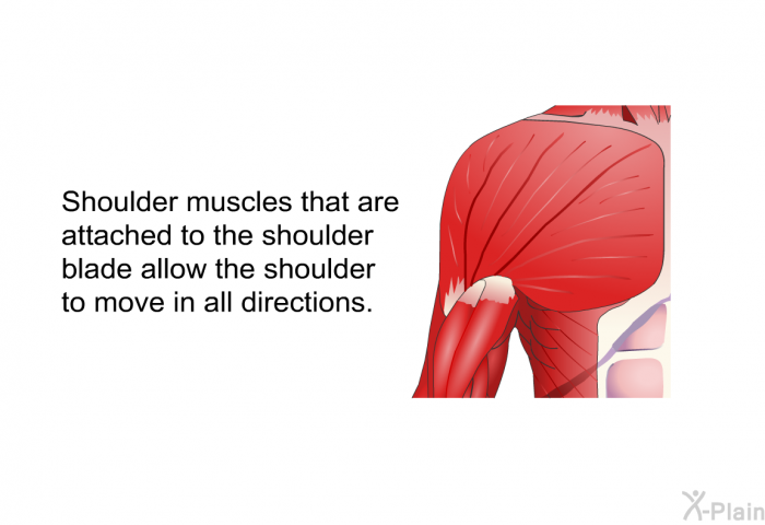 Shoulder muscles that are attached to the shoulder blade allow the shoulder to move in all directions.