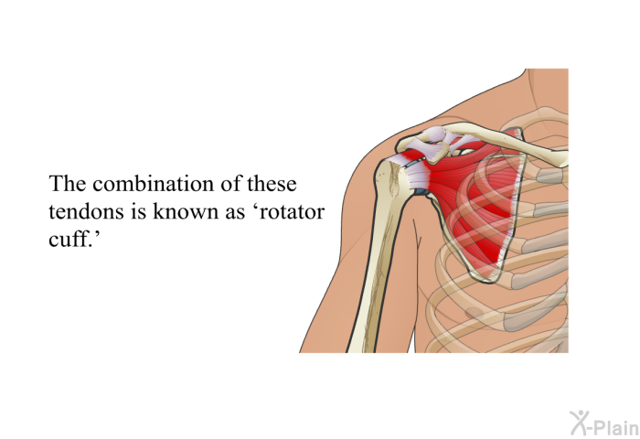 The combination of these tendons is known as  rotator cuff.'