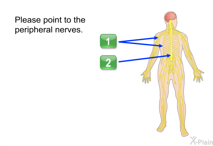 Please point to the peripheral nerves.