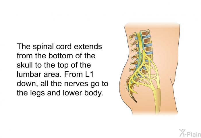 The spinal cord extends from the bottom of the skull to the top of the lumbar area. From L1 down, all the nerves go to the legs and lower body.