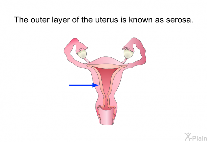 The outer layer of the uterus is known as serosa.