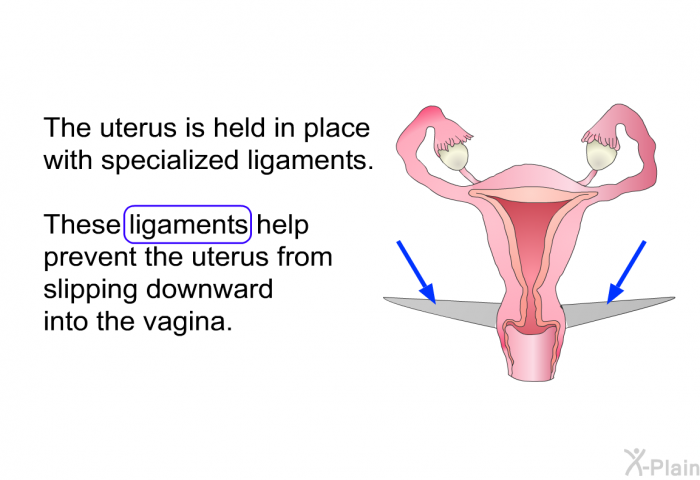 The uterus is held in place with specialized ligaments. These ligaments help prevent the uterus from slipping downward into the vagina.