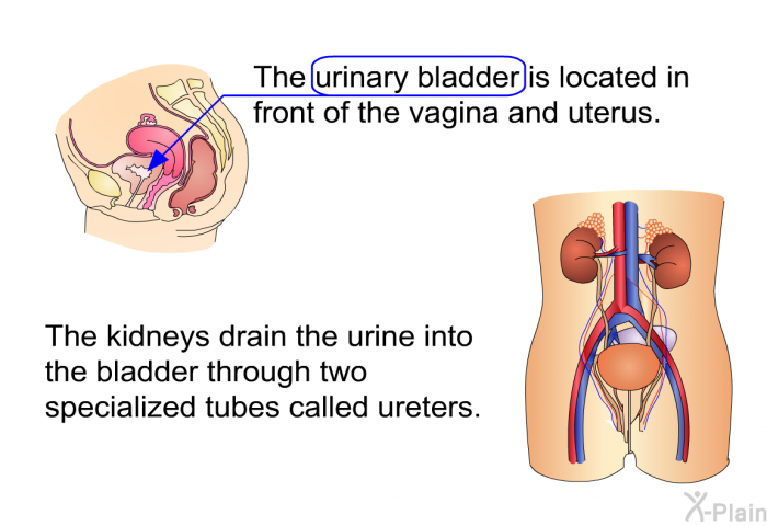 The urinary bladder is located in front of the vagina and uterus. The kidneys drain the urine into the bladder through two specialized tubes called ureters.