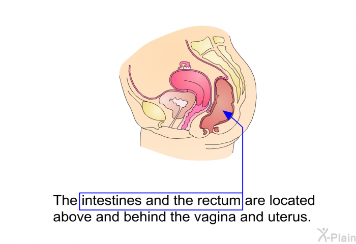 The intestines and the rectum are located above and behind the vagina and uterus.