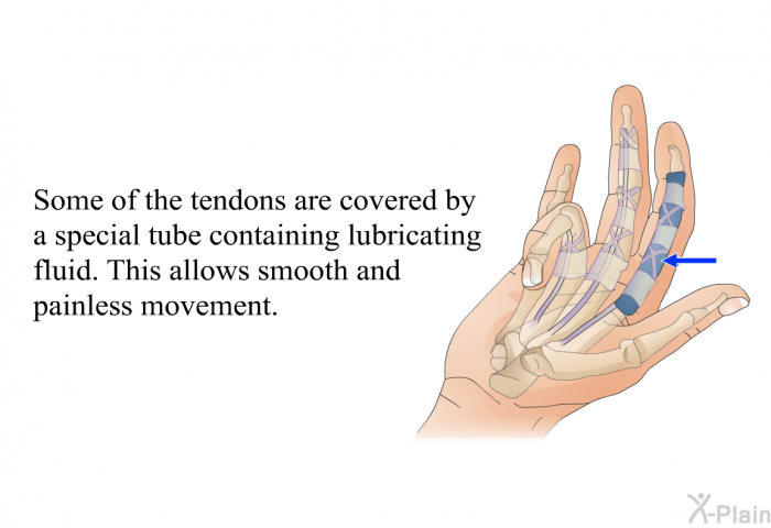 Some of the tendons are covered by a special tube containing lubricating fluid. This allows smooth and painless movement.