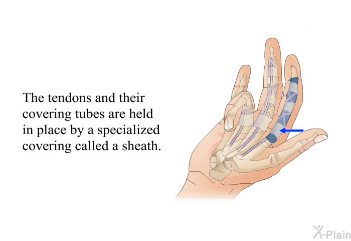 The tendons and their covering tubes are held in place by a specialized covering called a sheath.