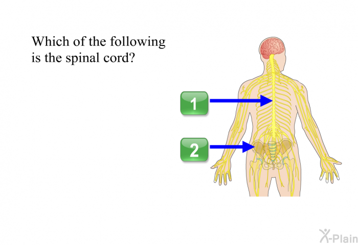 Which of the following is the spinal cord?