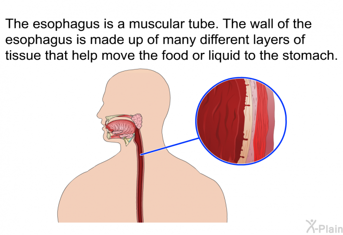 The esophagus is a muscular tube. The wall of the esophagus is made up of many different layers of tissue that help move the food or liquid to the stomach.