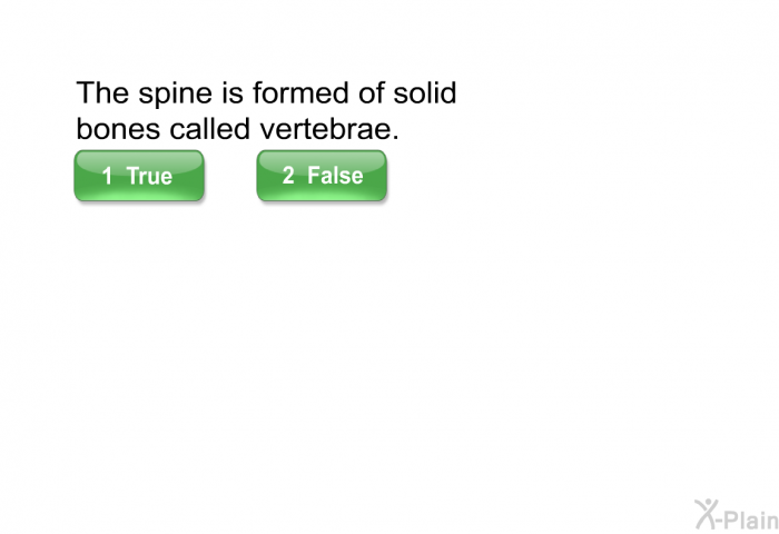 The spine is formed of solid bones called vertebrae.