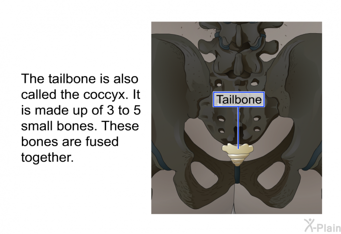 The tailbone is also called the coccyx. It is made up of 3 to 5 small bones. These bones are fused together.