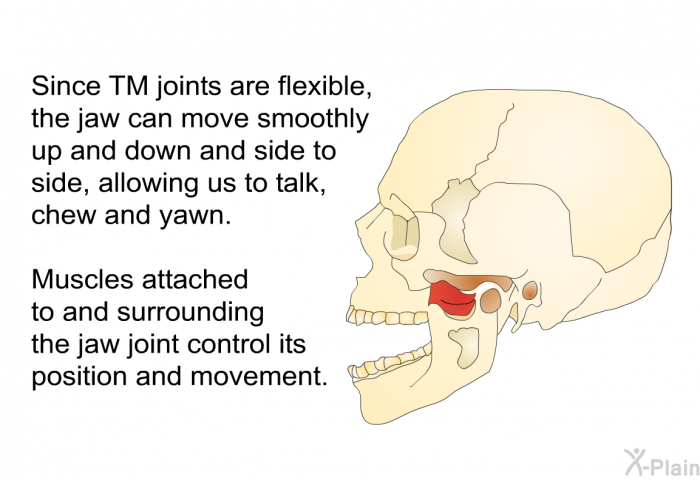 Since TM joints are flexible, the jaw can move smoothly up and down and side to side, allowing us to talk, chew and yawn. Muscles attached to and surrounding the jaw joint control its position and movement.