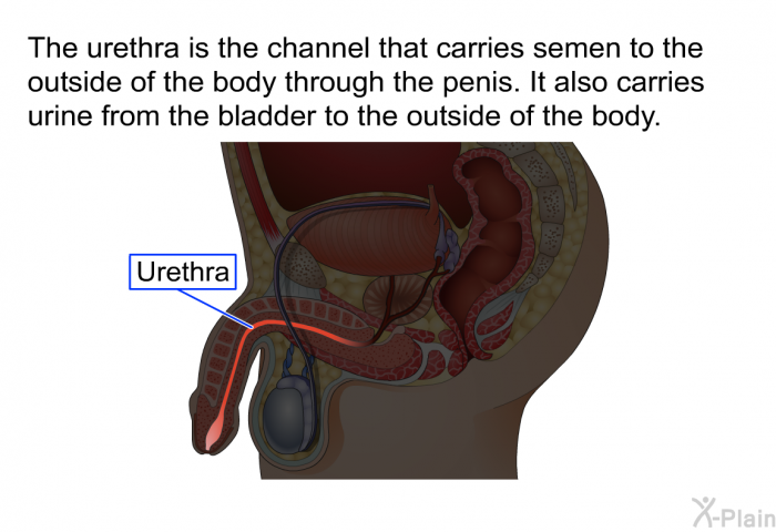 The urethra is the channel that carries semen to the outside of the body through the penis. It also carries urine from the bladder to the outside of the body.