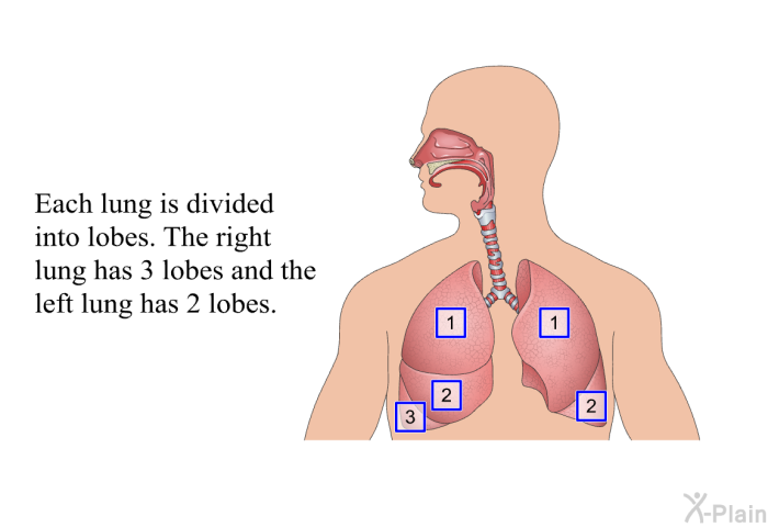 Each lung is divided into lobes. The right lung has 3 lobes and the left lung has 2 lobes.