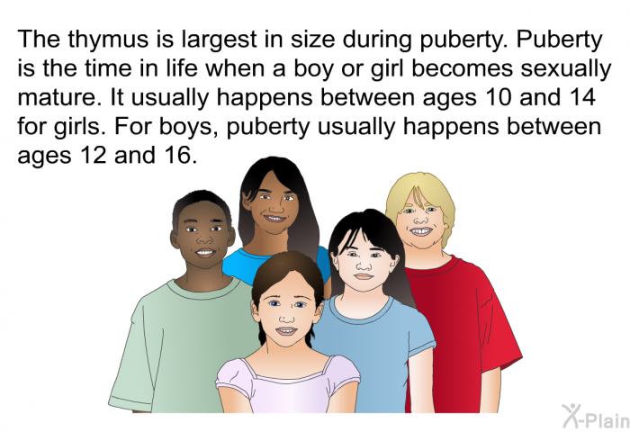 The thymus is largest in size during puberty. Puberty is the time in life when a boy or girl becomes sexually mature. It usually happens between ages 10 and 14 for girls. For boys, puberty usually happens between ages 12 and 16.