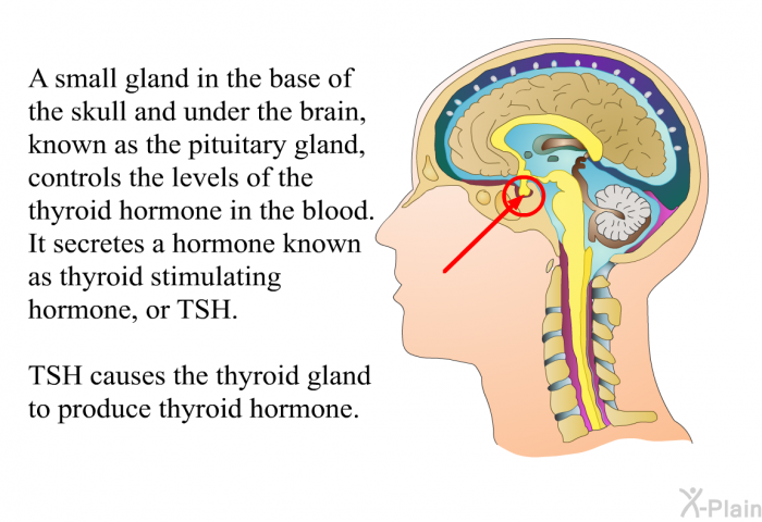 A small gland in the base of the skull and under the brain, known as the pituitary gland, controls the levels of the thyroid hormone in the blood. It secretes a hormone known as thyroid stimulating hormone, or TSH. TSH causes the thyroid gland to produce thyroid hormone.