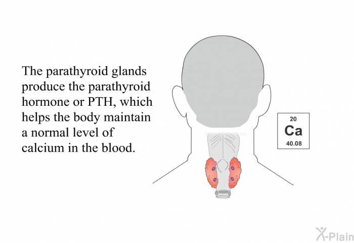 The parathyroid glands produce the parathyroid hormone or PTH, which helps the body maintain a normal level of calcium in the blood.