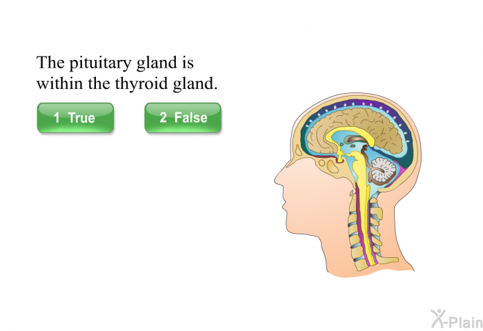 The pituitary gland is within the thyroid gland.