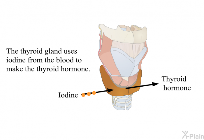 The thyroid gland uses iodine from the blood to make the thyroid hormone.