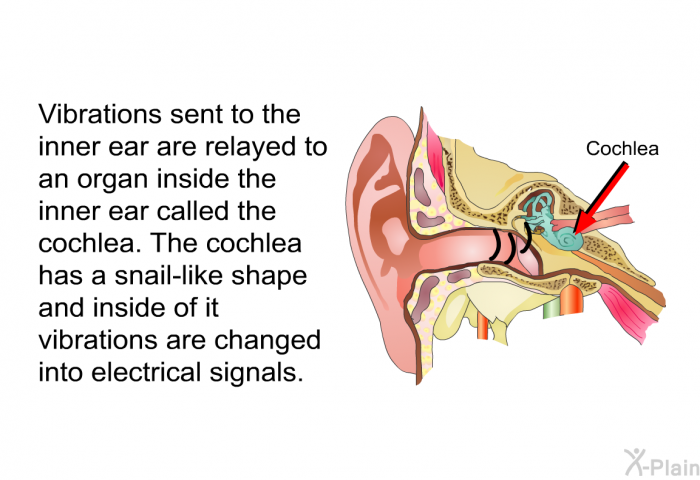 Vibrations sent to the inner ear are relayed to an organ inside the inner ear called the cochlea. The cochlea has a snail-like shape and inside of it vibrations are changed into electrical signals.