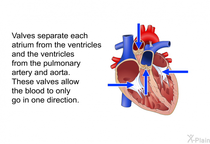 Valves separate each atrium from the ventricles and the ventricles from the pulmonary artery and aorta. These valves allow the blood to only go in one direction.