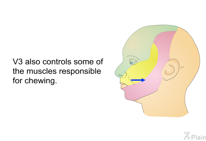 V3 also controls some of the muscles responsible for chewing.