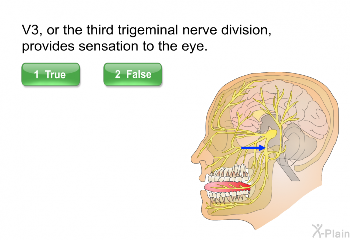 V3, or the third trigeminal nerve division, provides sensation to the eye.