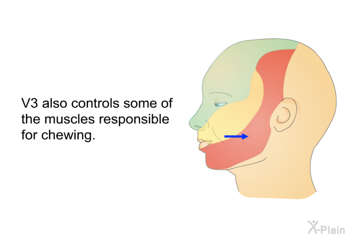 V3 also controls some of the muscles responsible for chewing.