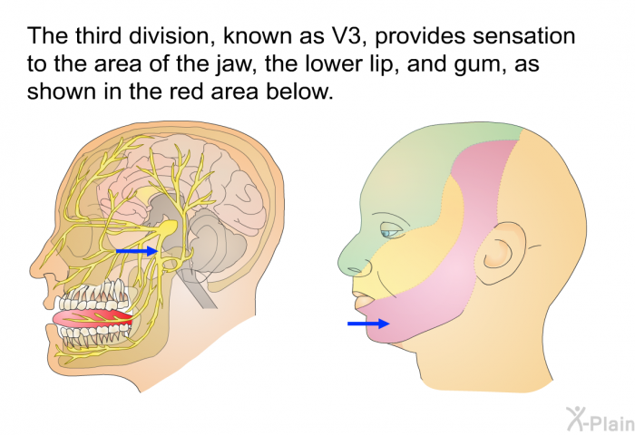 The third division, known as V3, provides sensation to the area of the jaw, the lower lip, and gum.