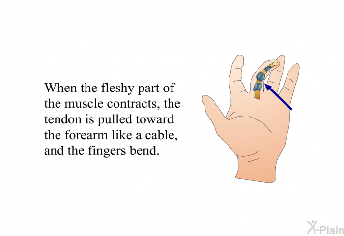 When the fleshy part of the muscle contracts, the tendon is pulled toward the forearm like a cable, and the fingers bend.