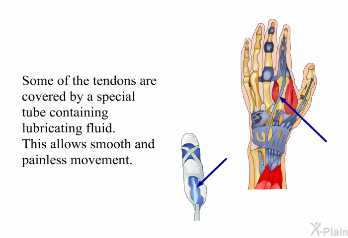 Some of the tendons are covered by a special tube containing lubricating fluid. This allows smooth and painless movement.