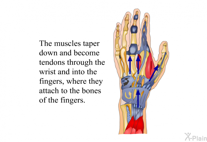 The muscles taper down and become tendons through the wrist and into the fingers, where they attach to the bones of the fingers.