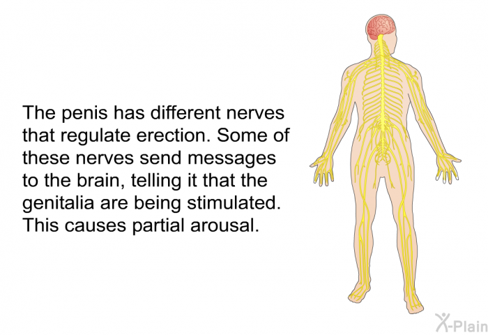 The penis has different nerves that regulate erection. Some of these nerves send messages to the brain, telling it that the genitalia are being stimulated. This causes partial arousal.