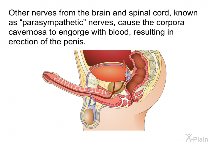 Other nerves from the brain and spinal cord, known as “parasympathetic” nerves, cause the corpora cavernosa to engorge with blood, resulting in erection of the penis.