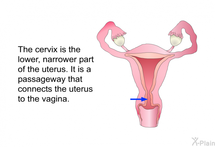 The cervix is the lower, narrower part of the uterus. It is a passageway that connects the uterus to the vagina.